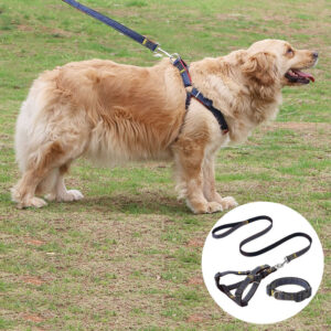 Dogs Leashes With Harnesses and Collars